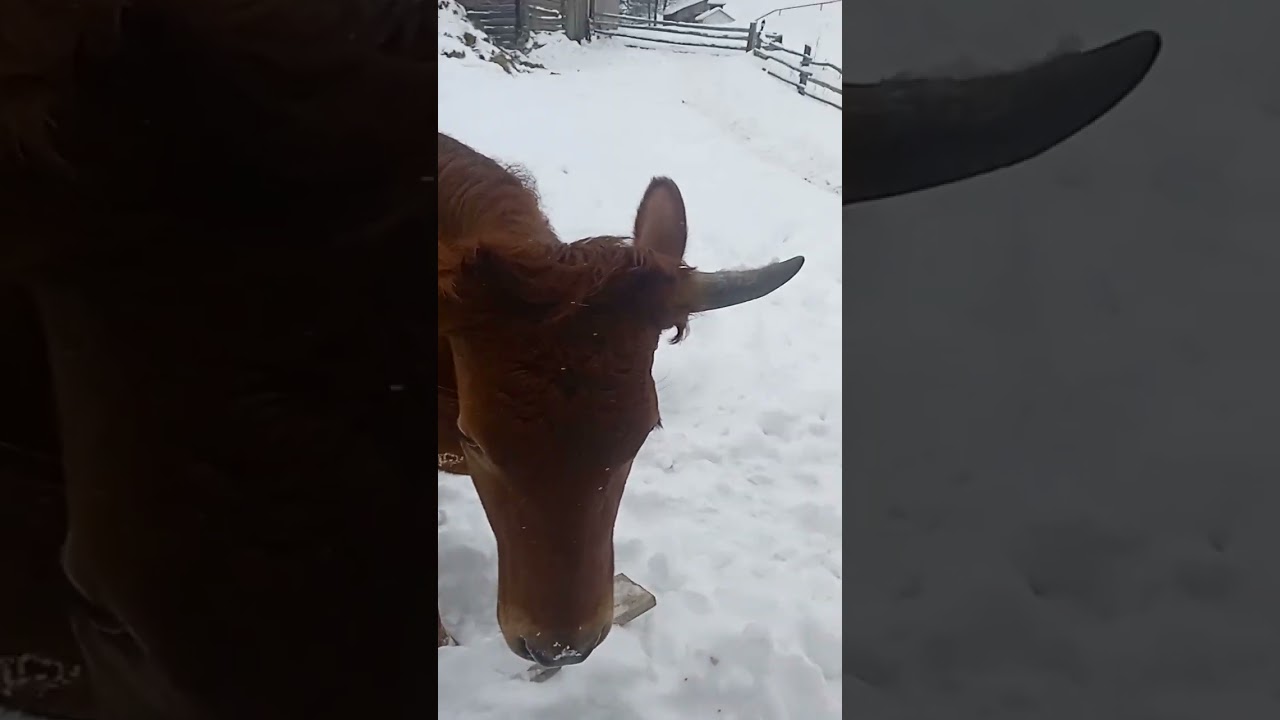 4 серия телята вышли подышать свежим воздухом