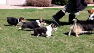 Click below to see more adorable Pembroke Welsh Corgi puppies! http...