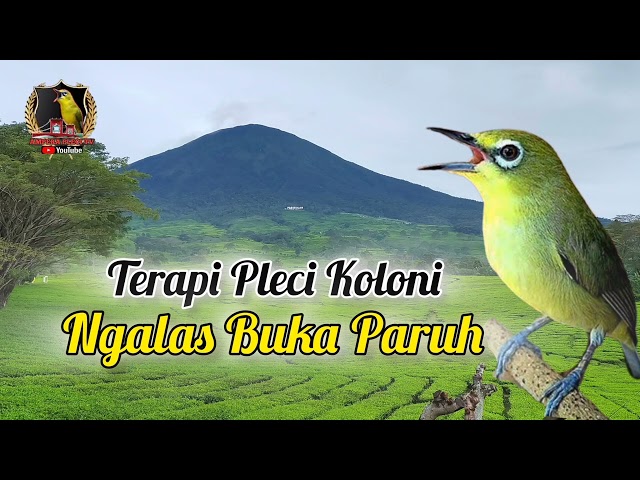 Terapi Pleci Koloni Cepat Ngalas Buka Paruh #terapipleci #simulasilombapleci #terapiplecikoloni class=