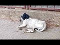 Rescue of a homeless dog who loves children and sleeps on concrete.