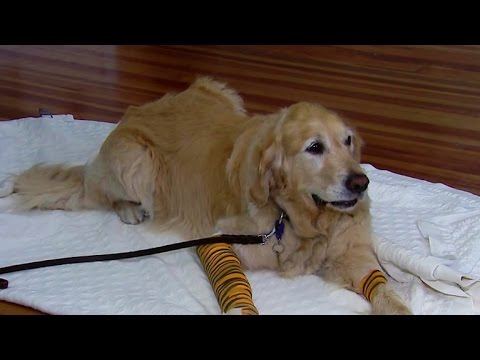 Service dog jumps between blind owner and a bus