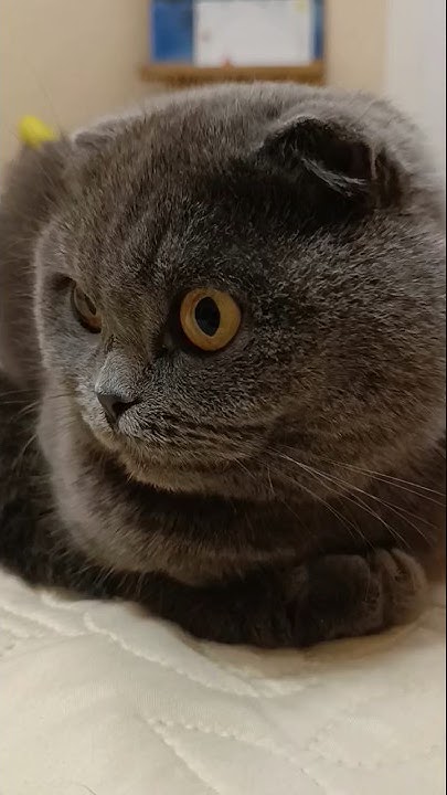 Ой хто миколая любить спатоньки лягай