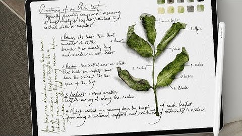 Realistic Watercolour Minimalist Brush Set for Procreate Botanical Illustration Leaf Timelapse Video