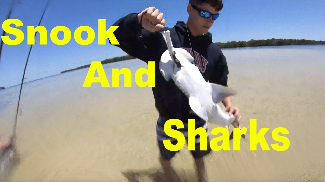 fresh beat band Snook and Sharks on the Flats! Giveaway Announcement!!!!