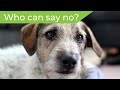 Lab Break: Why Are Puppy Dog Eyes So Effective?