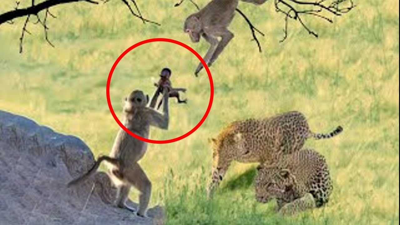 10 Animales Que Protegen A Sus Crías De Formas Increíbles - YouTube