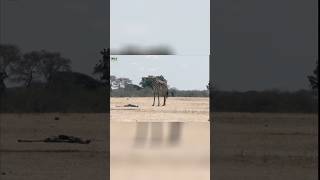 The Most Emotional Story In The Wild | A Must Watch Mother Giraffe And Calf Love Even After Death