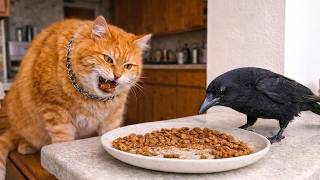 Smart Crows Being Super Hilarious! 🤣 | Funniest Crow Videos Ever Net Worth