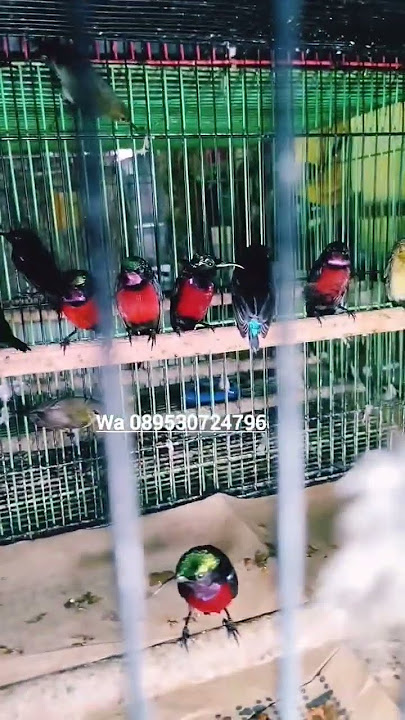 KOLIBRI NINJA FULL DI KIOS BALTAQIY PASAR BURUNG PRAMUKA #shorts #pasarburungpramuka #kolibrininja