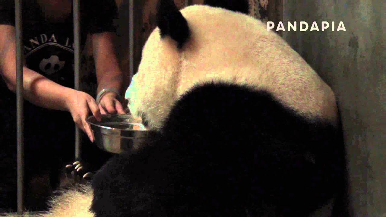pandapia 20140719-1111-月亮産房-成績産仔-飼養員用蜂蜜牛奶分散成績注意力，取走了幼仔，但是成績一看到自己的孩子離開懷抱，立刻不管蜂蜜牛奶站了起來，盆裏的牛奶撒了一地 pandas merge