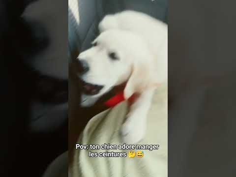 Elle aime bien manger des ceintures #cute #animals