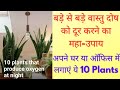 Vastu Tips : 10 Plants that produce oxygen in night and use as Vastu remedy for home and office