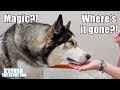 My Dog Reacts To MAGIC Trick! He Can't Believe His Eyes!