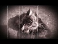 Maine Coon Cat Schlomo. Кот Бегемот / Мейн-кун / Behemoth