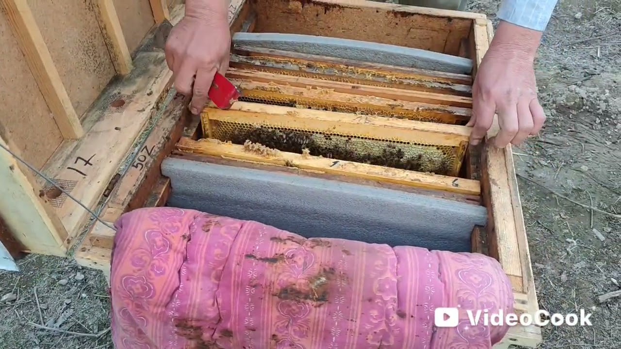 Наслли оиладан эркак асалари чикарамиз (трутен)  20.02.2026