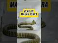 Ular Tak Berbisa yang Memakan Kobra | King Rat Snake vs Cobra (Ptyas carinata)!??