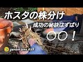 ホスタ増やしたいなら今！まだ間に合うよ【地植えも鉢植えも】