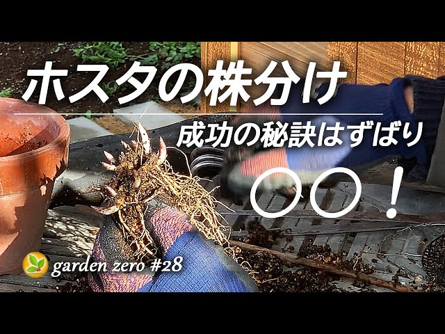 If you want to grow more hostas, now is the time! There's still