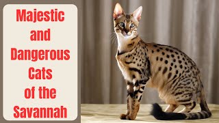 Majestic Marvels: Exploring the Largest Domestic Feline Cats of the Savannah by LES ANIMAUX DE COMPAGNIE  106 views 2 weeks ago 9 minutes, 59 seconds