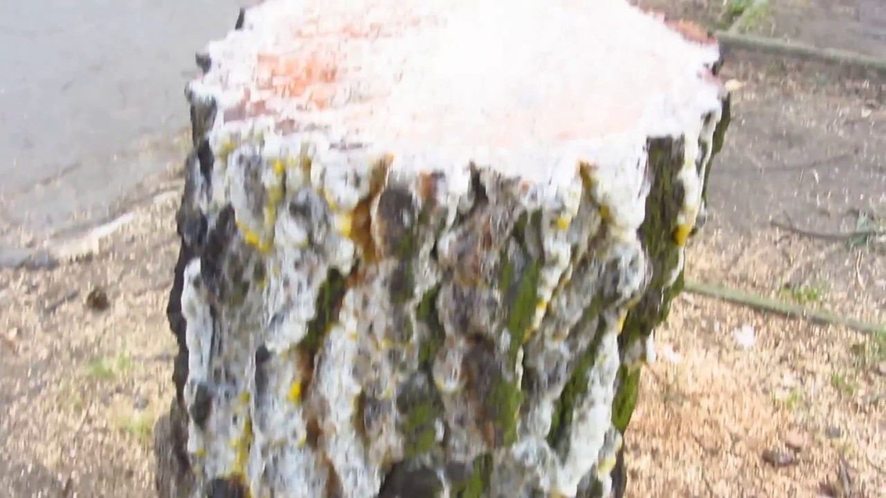 Deutschland wird gerodet und die Stämme weinen und bluten!