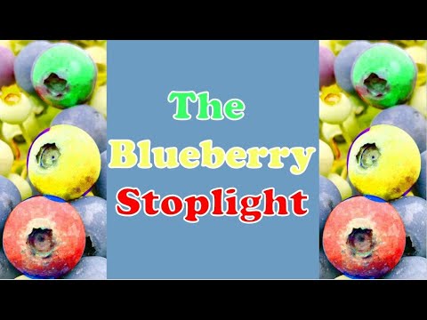 Video: Løvflekkkontroll på blåbær - Behandling av blåbær med bladflekk