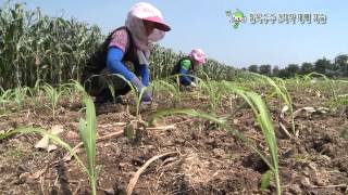 제5편 찰옥수수 2기작 재배 기술