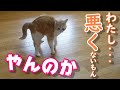 イタズラした猫がやんのかステップで反抗【スコティッシュフォールド】【アビシニアン】
