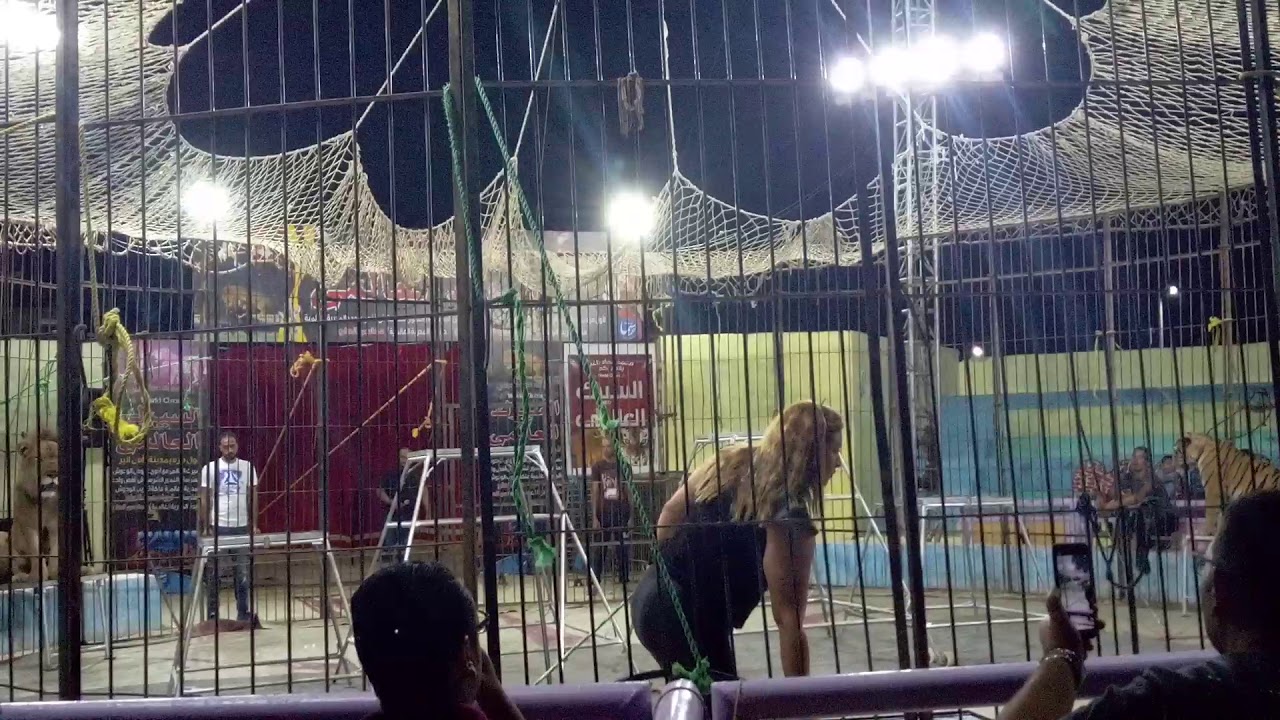 عرض تدريب الاسود والنمور للفنانة لوبا محمد الحلو .. عرض السيرك العالمى راس البر 2019