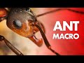 My best tips for ant macro photography