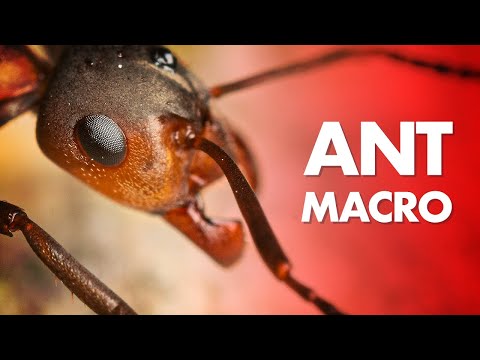 My Best Tips for Ant Macro Photography