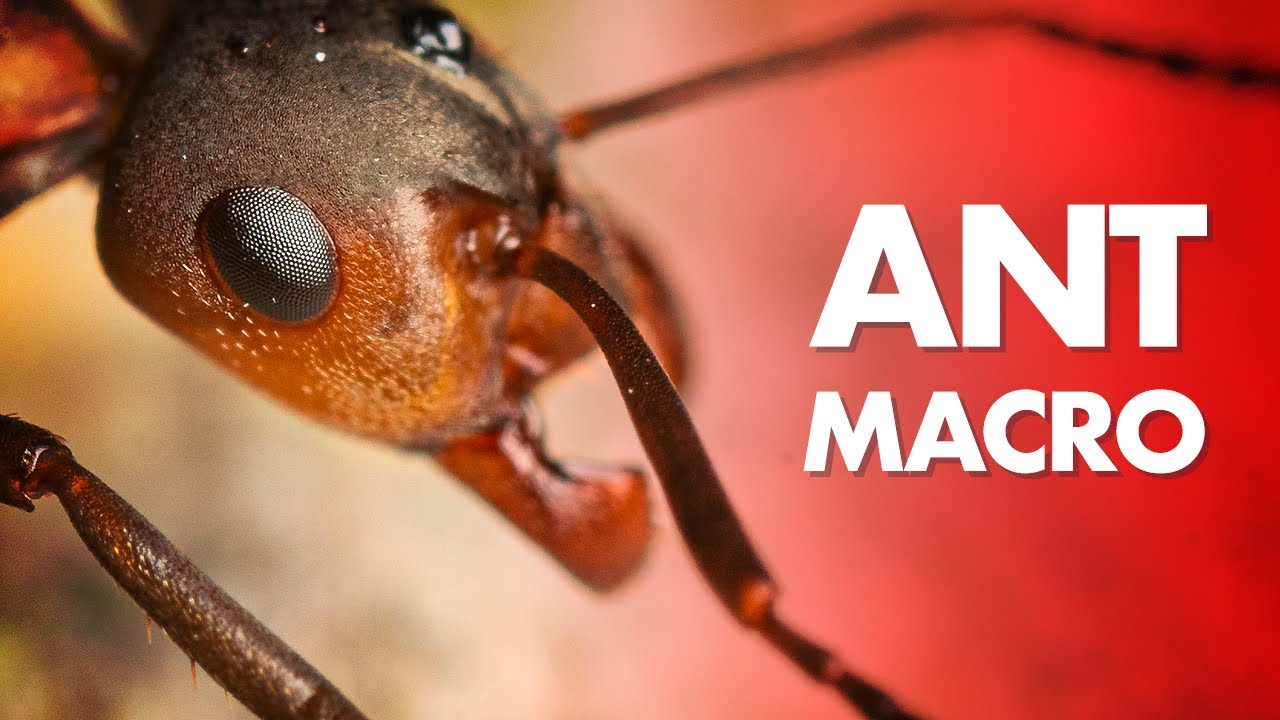 My Best Tips for Ant Macro Photography YouTube