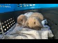 GETTING TWO BUNNIES | VLOG