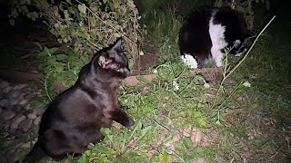 Mommy Enjoys A Peaceful Night With Lil Nut Before Having Her Kittens