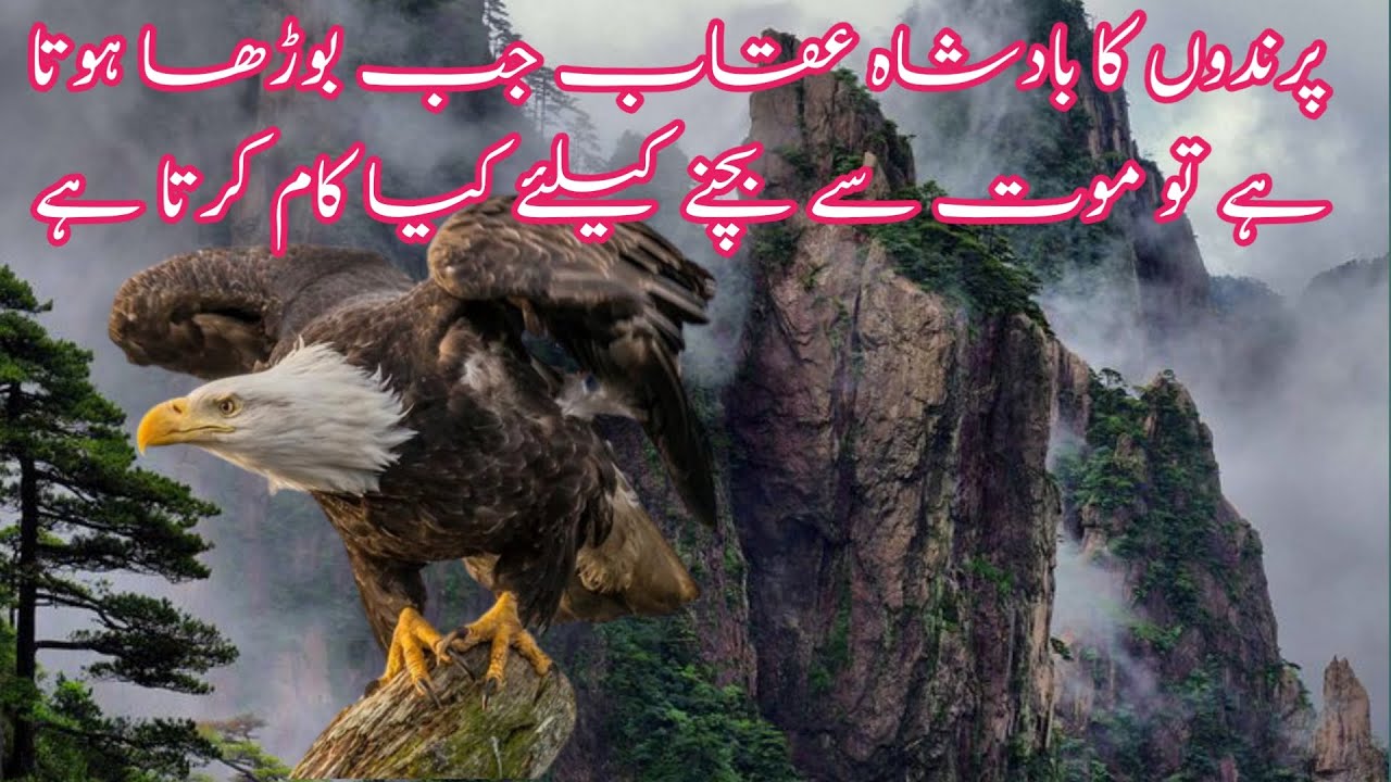 Aqab Rasool Aqab story | King of bird Aqab | پرندوں کا بادشاہ - YouTube