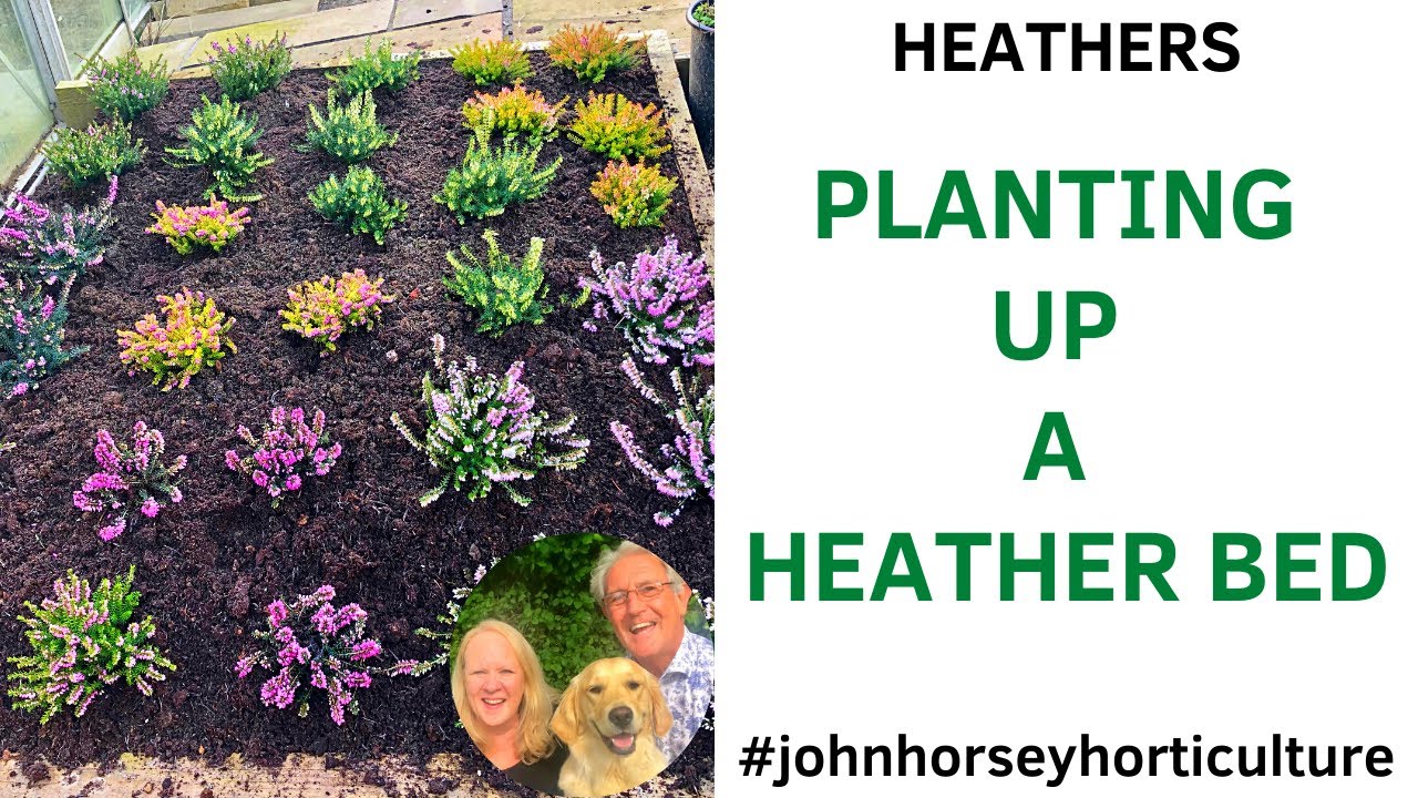 HOW TO PLANT A HEATHER BED FROM SCRATCH WINTER FLOWERING HEATHERS
