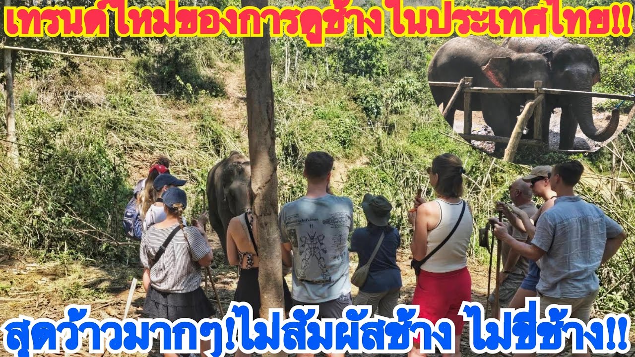 ฝรั่งสุดตื่นเต้นเมื่อมาเจอช้างตัวเป็นๆแบบธรรมชาติแบบนี้ที่ประเทศไทย