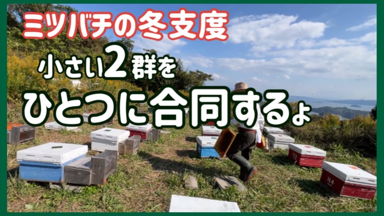 ミツバチの冬支度　小さい２群をひとつに合同するよ　＃ミツバチ＃冬支度＃ミツバチの合同