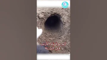 كم مرة تلد الأرنب في السنة Shorts 