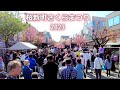 4K 桜新町🌸さくらまつり in 2023 / Sakura Festival 2023 in Sakurachinmachi, Setagaya, Tokyo Japan 4k 60fps