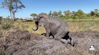 Mud Wallow | Morula the elephant | Living With Elephants Foundation | Okavango Delta, Botswana |