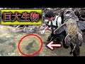 【外来種】日本に持ち込まれ大量繁殖した巨大生物を素手で捕獲した結果…