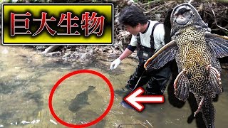 【外来種】日本に持ち込まれ大量繁殖した巨大生物を素手で捕獲した結果…