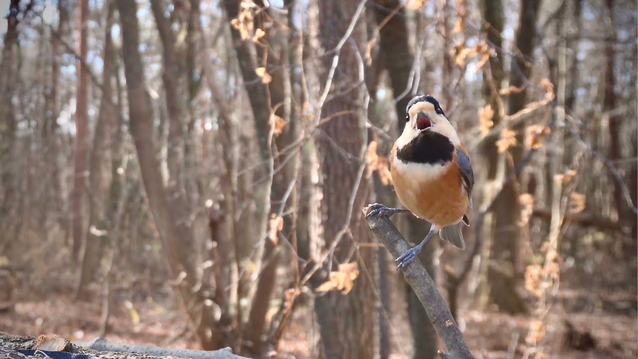 Quiet Bird Feeder Morning | Snow & Wind Warnings, 9:30 AM, -1.7°C / 28.9°F