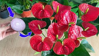 Please do this urgently ! Anthurium will bloom like crazy and produce lots of roots