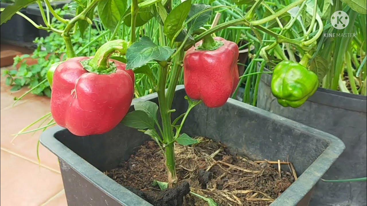 Cách trồng ớt trong chậu quả xum xuê how to grow chili Hoàng Châu