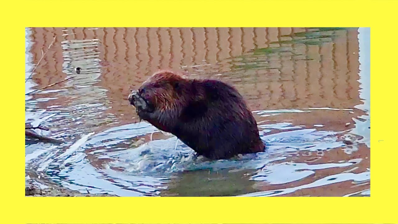 My Evening With a Beaver - YouTube