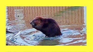 My Evening With a Beaver - YouTube