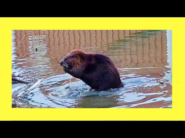 My Evening With a Beaver - YouTube
