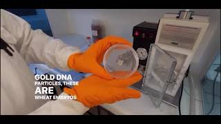 What is a 'gene gun'?