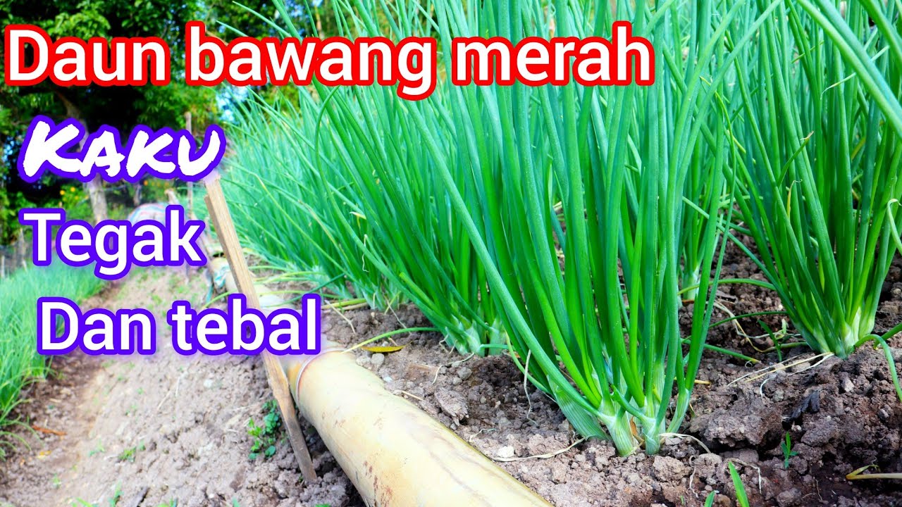 cara  membuat agar daun bawang merah  .kaku .tegak dan tebal  tidak merunduk kebawah